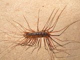 00395-1549 Scutigeridae sp centipede in Stonehorse Cave 